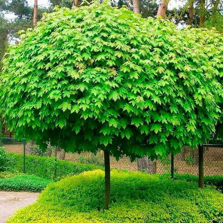 Фото из Интернета