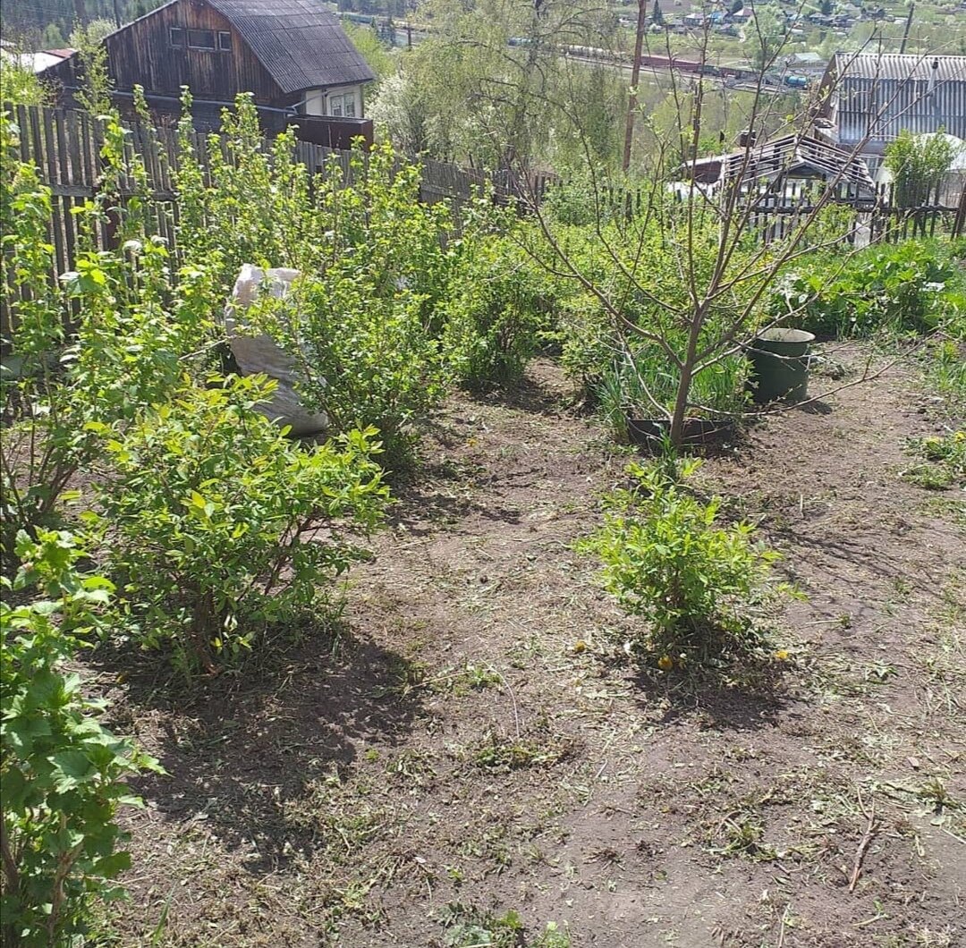 Всё кругом заросло сорняками, а я и радуюсь. Рассказываю почему.