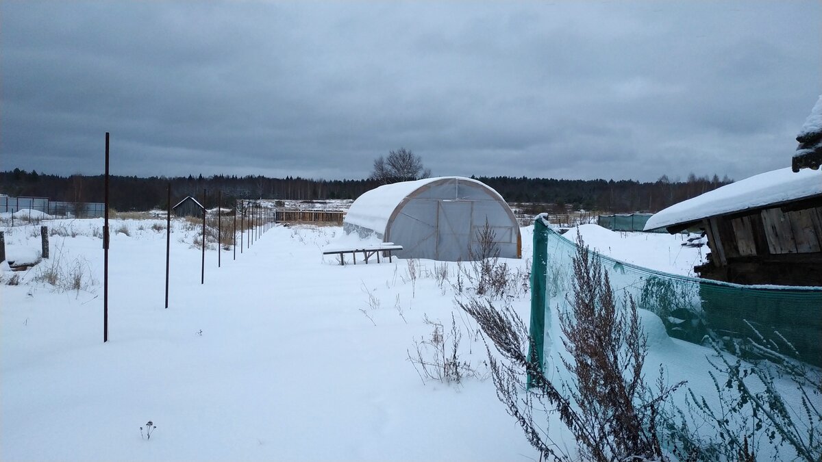 Теплица в начале января 2021