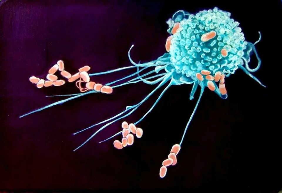 Макрофаги фагоцитоз. Фагоцит микрофотография. Макрофаг фагоцитоз бактерию. Иммунитет фагоциты. Макрофаги иммунитет.