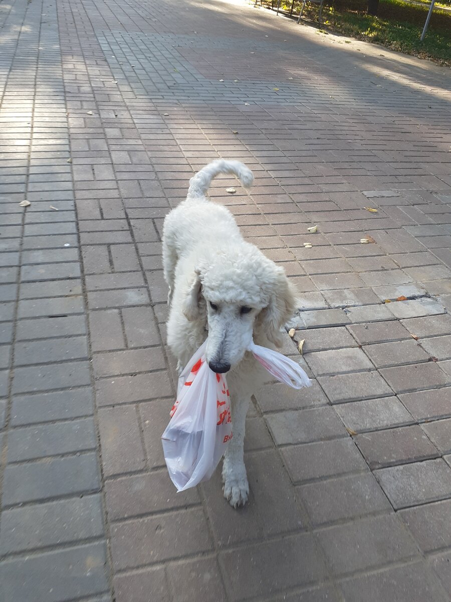 Ходил за продуктами