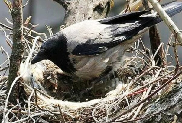 Картинка взята из Яндекс картинки. 