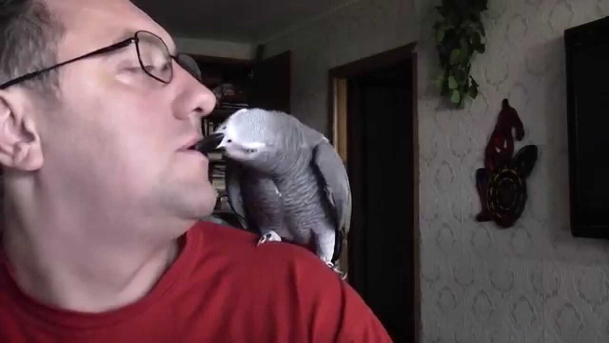 Прям как это попугай Григорий