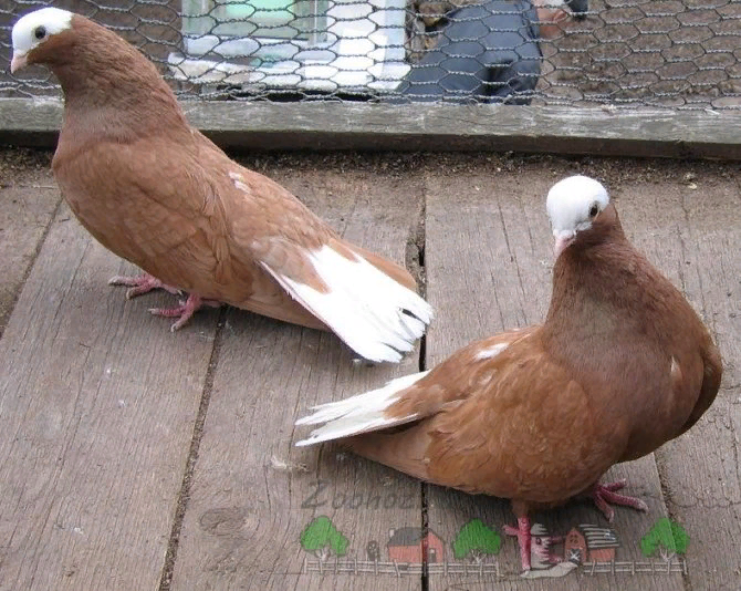 Домашние голуби: китайские чайки, космачи; особенности содержания птиц