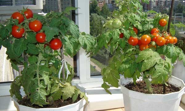 Контейнерный огород в квартире: как организовать, что посадить и как ухаживать