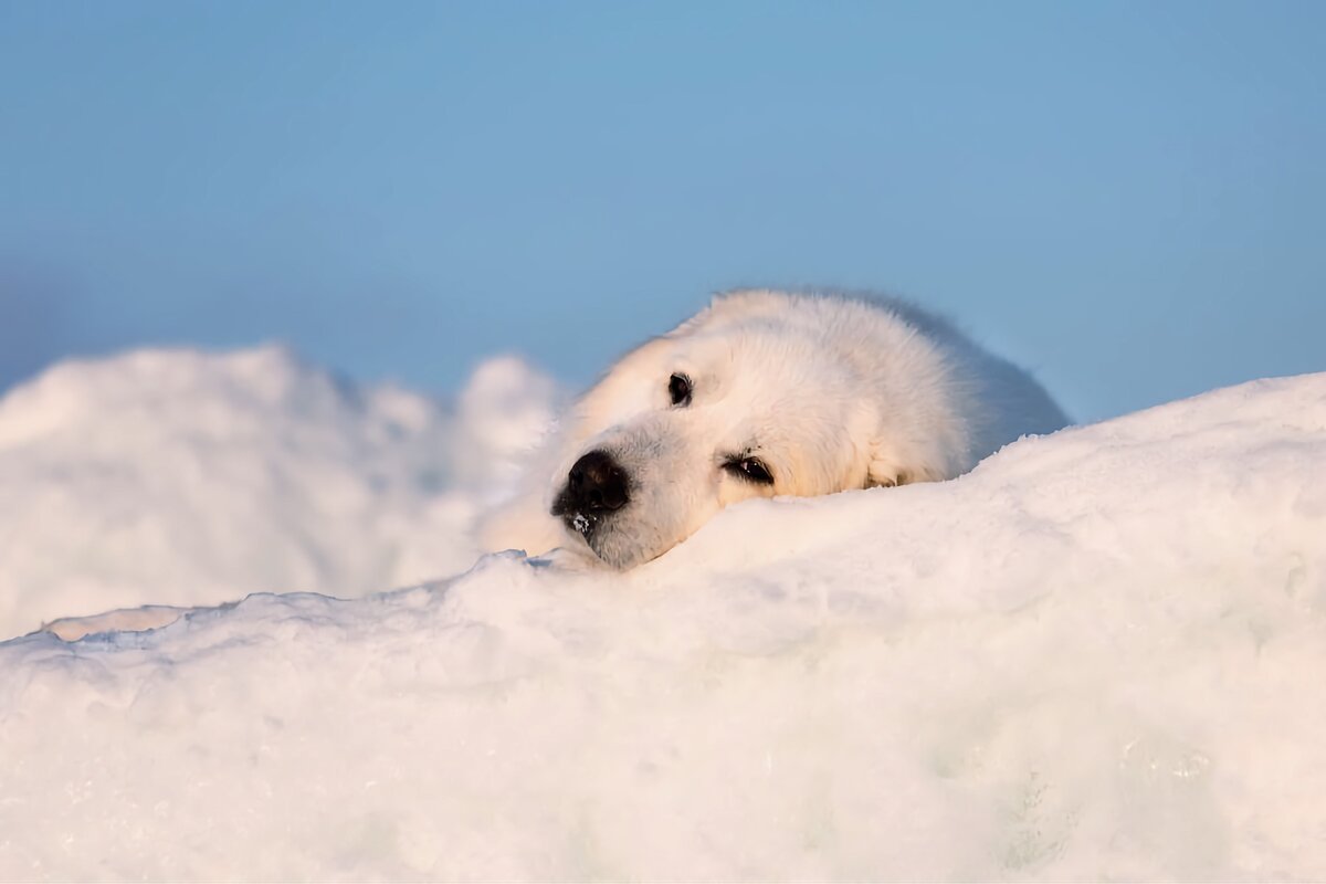 Мареммо-абруццкая овчарка: 6 фактов о крупной сторожевой породе из ...