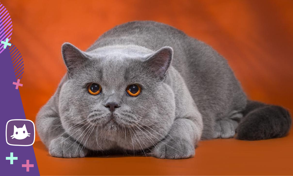 😸😺Британцы и шотландцы: разница в породе и основные внешние отличия ...