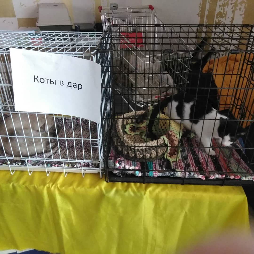 Котики, которых отдавали в добрые руки на выставке-личные фото автора) листайте