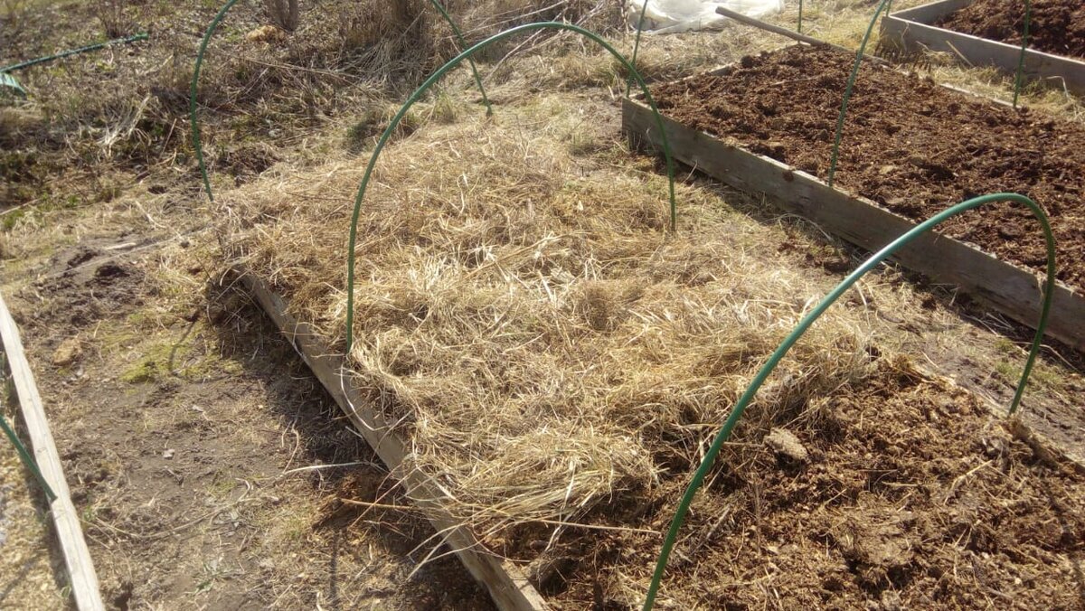 Замульчированная грядка