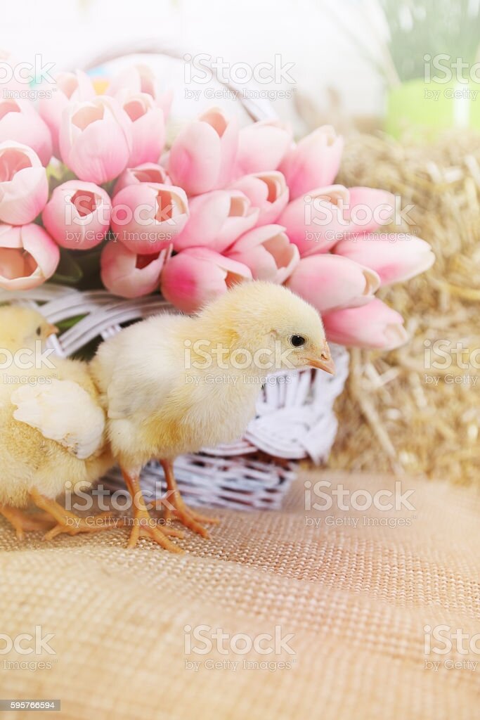https://media.istockphoto.com/photos/bouquet-of-tulips-and-chickens-picture-id595766594