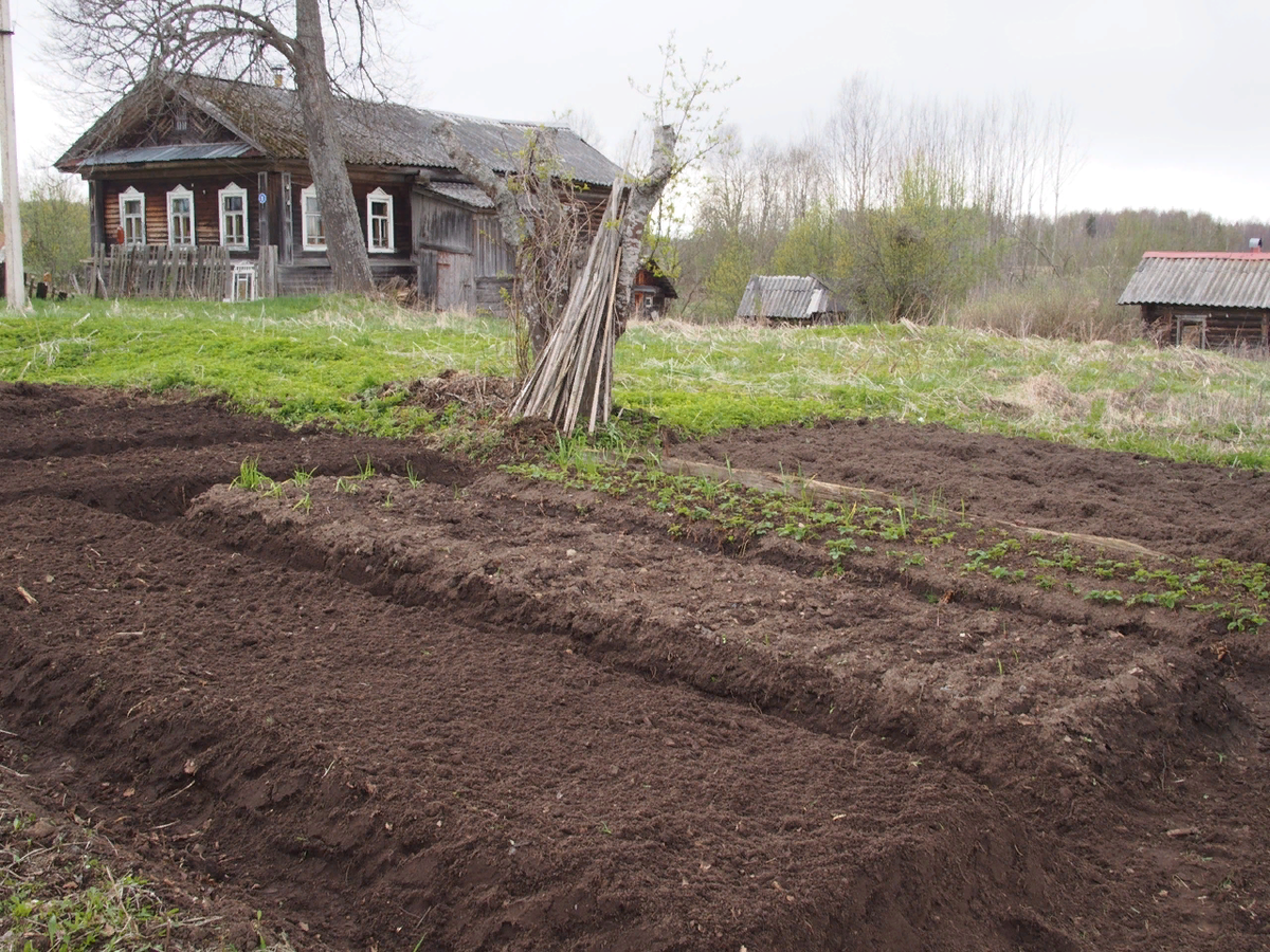Мой огород образца 2019 года