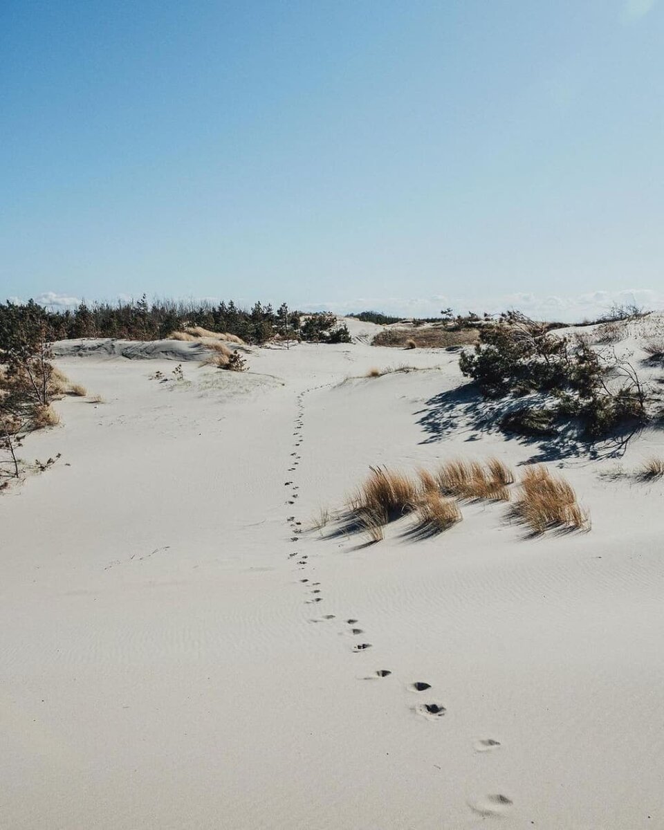 На Балтийской косе, фото: www.instagram.com/a_komix