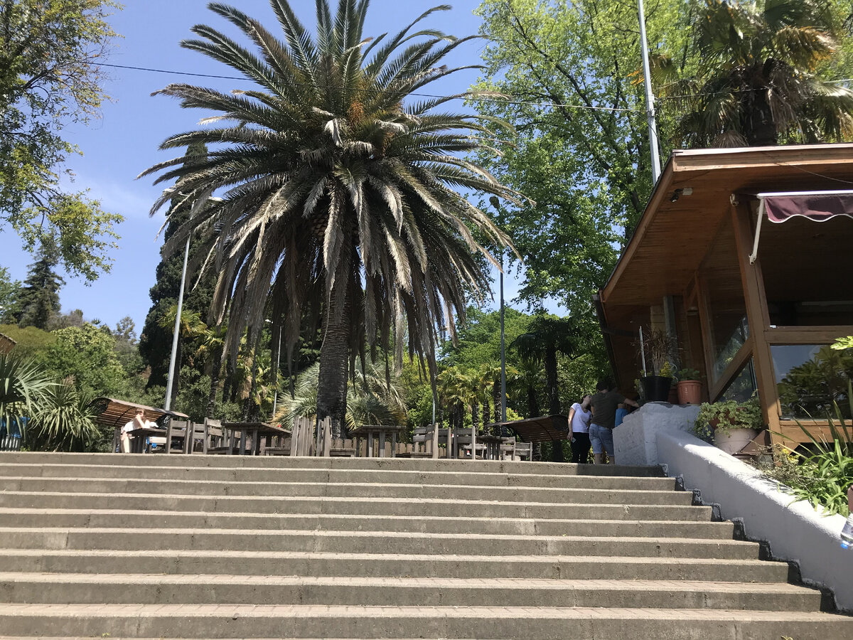 Кафе у пальмы