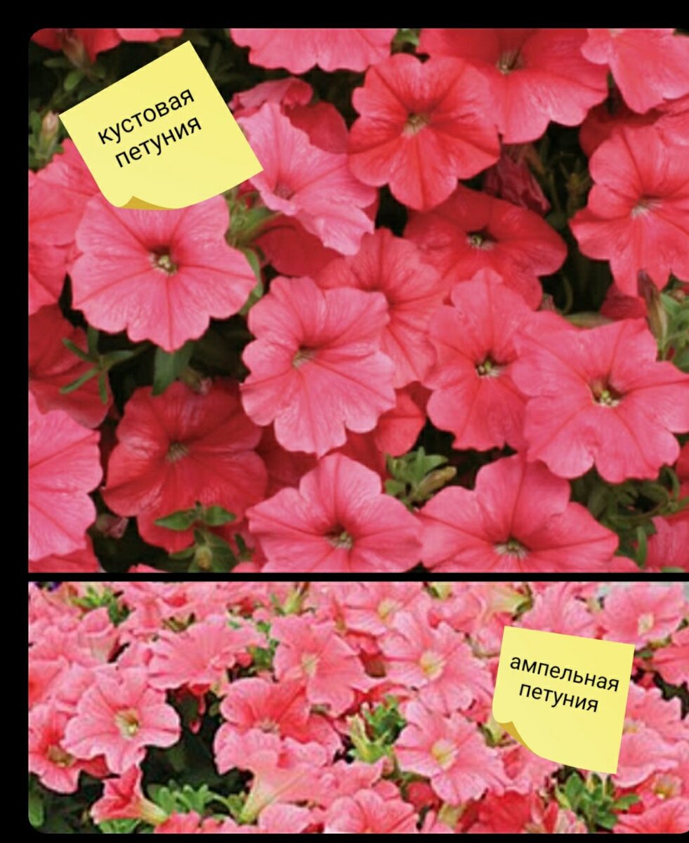Разные виды петунии, но с одинаковым цветом