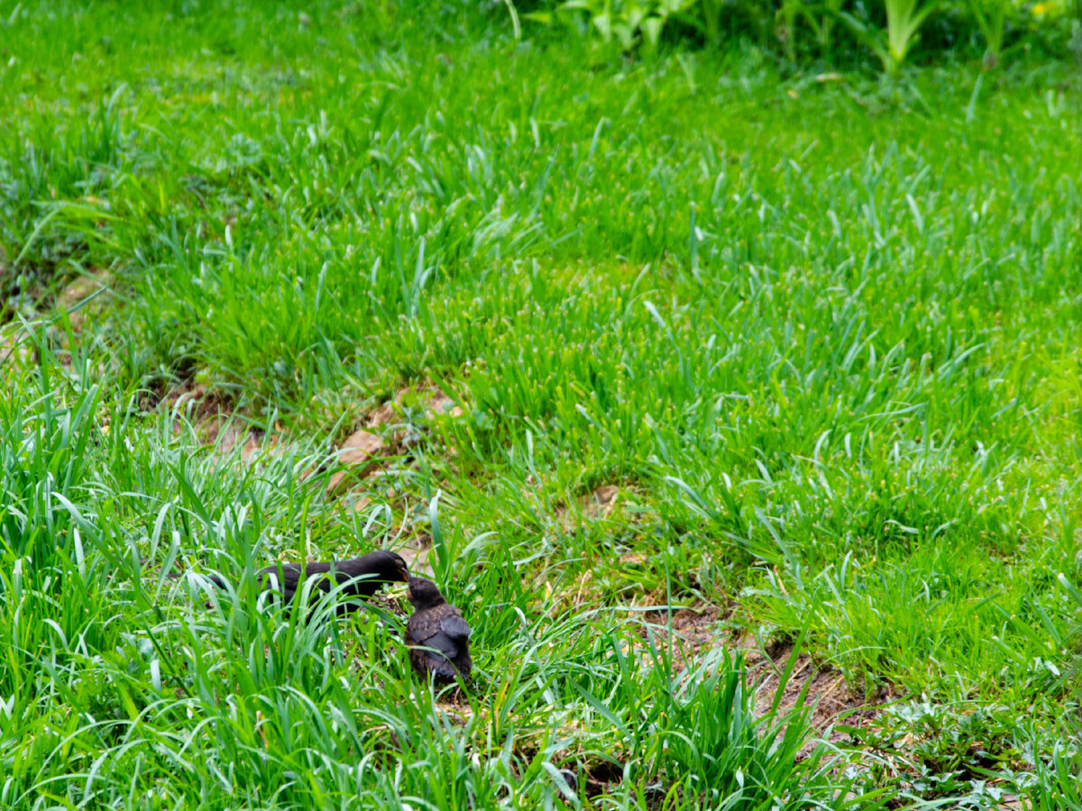 Как заботливо кормит. Получится ли у Мишустина правильно накормить всех.