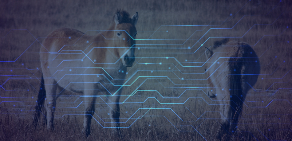 В венгерском национальном парке Хортобадь с помощью ИИ спасают лошадей Пржевальского, находящихся под угрозой исчезновения.