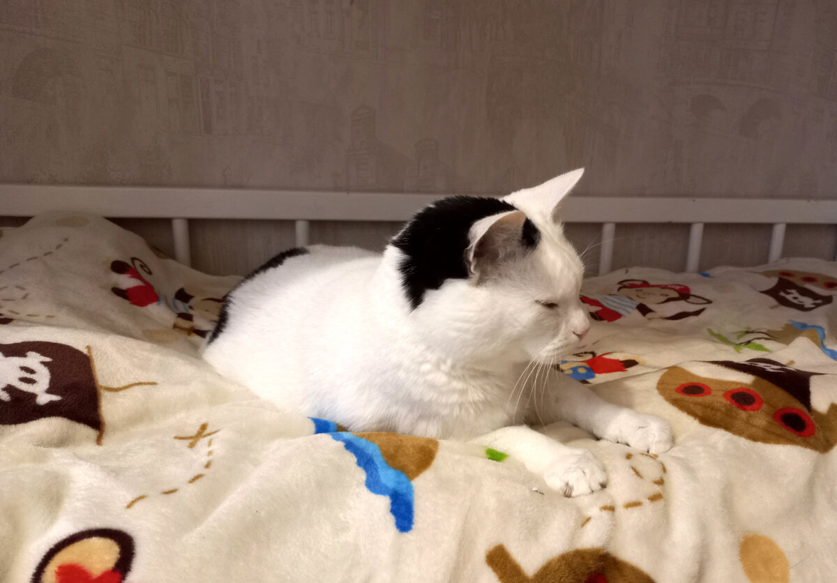 А потом весь день сладко спит, наглая морда!))