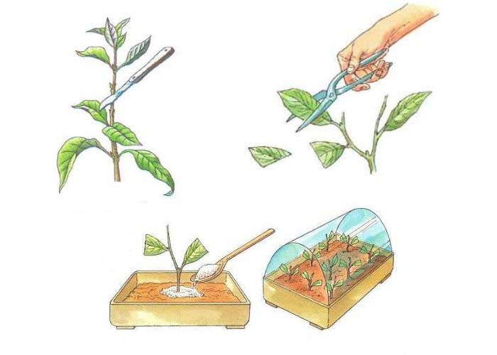 Размножение рисунок. Размножение стеблевыми черенками. Размножение картофеля отводками. Стеблевой черенок размножение. Стеблевые черенки рисунок.