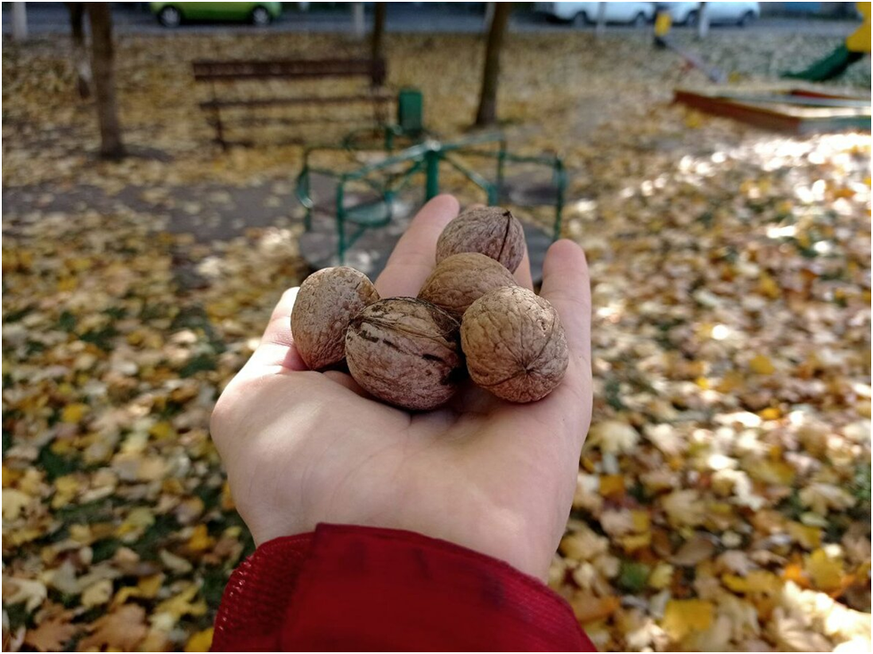 грецкие орехи фото автора 