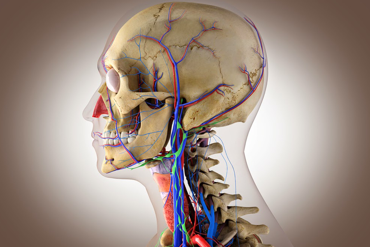 Анатомия головы человека