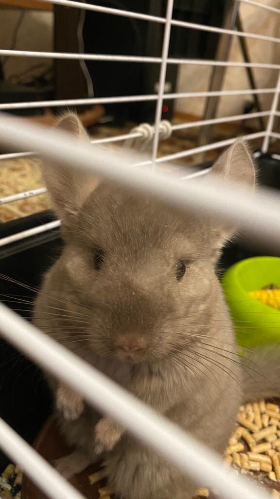 Шиншилла Мария. Снято на телефон.