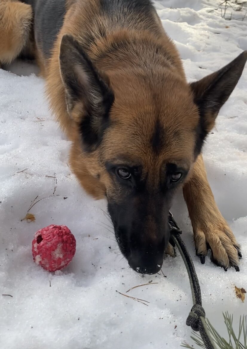 Моя Альфушка 🐶