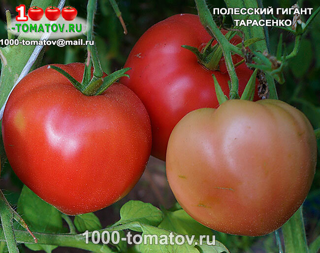 Томат Полесский гигант Тарасенко ФОТО 1