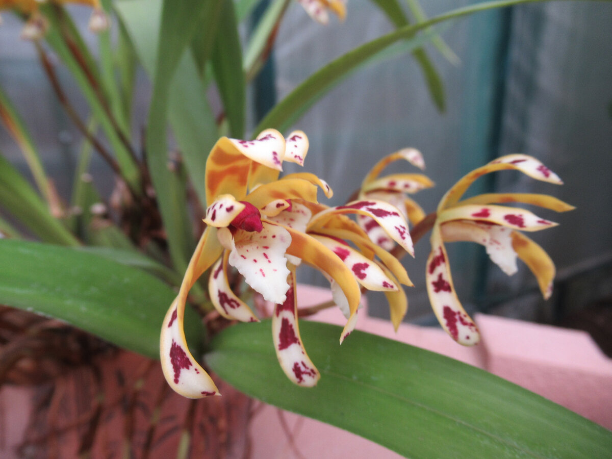 Орхидея в "Музее Орхидей", г.Вологда