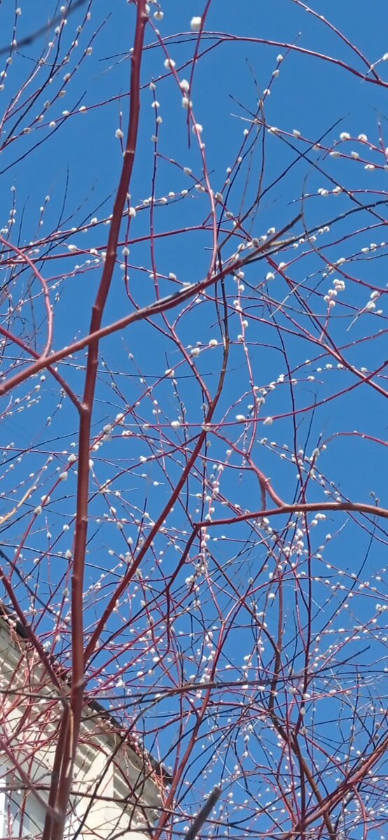 Мартовское фото с телефона