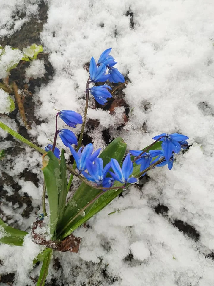 (c)Алена Подобед, апрельсий снег или зима опять вернулась... 