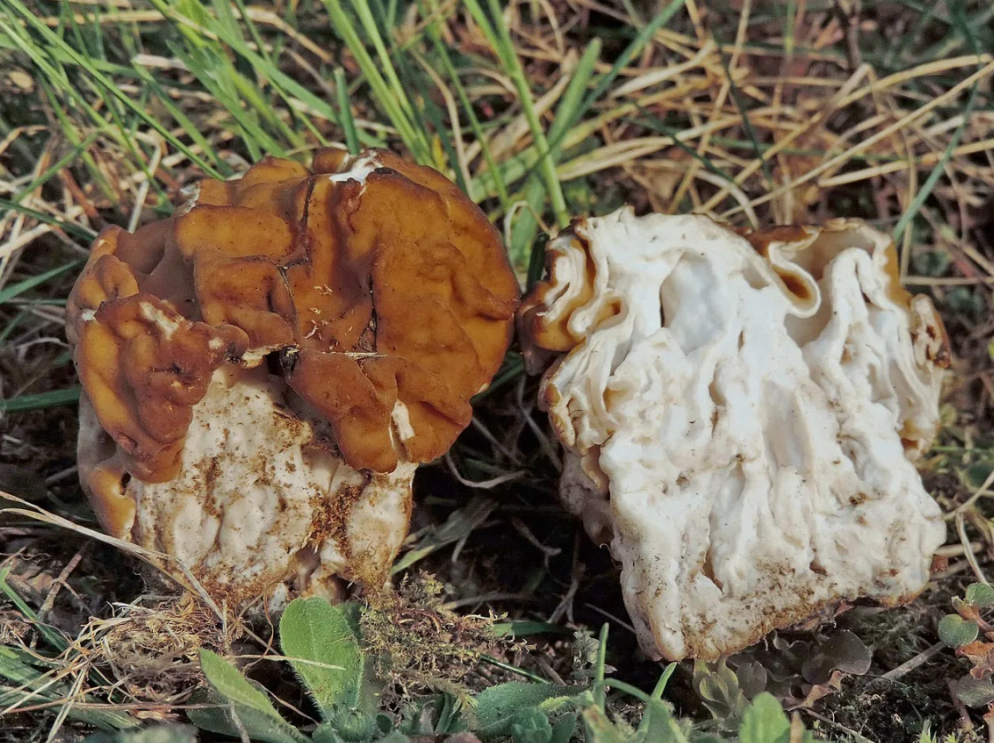 Весенний гриб похожий на сморчок. Строчок гигантский — Gyromitra Gigas.. Сморчки грибы. Гриб сморчок Степной. Степной строчок.