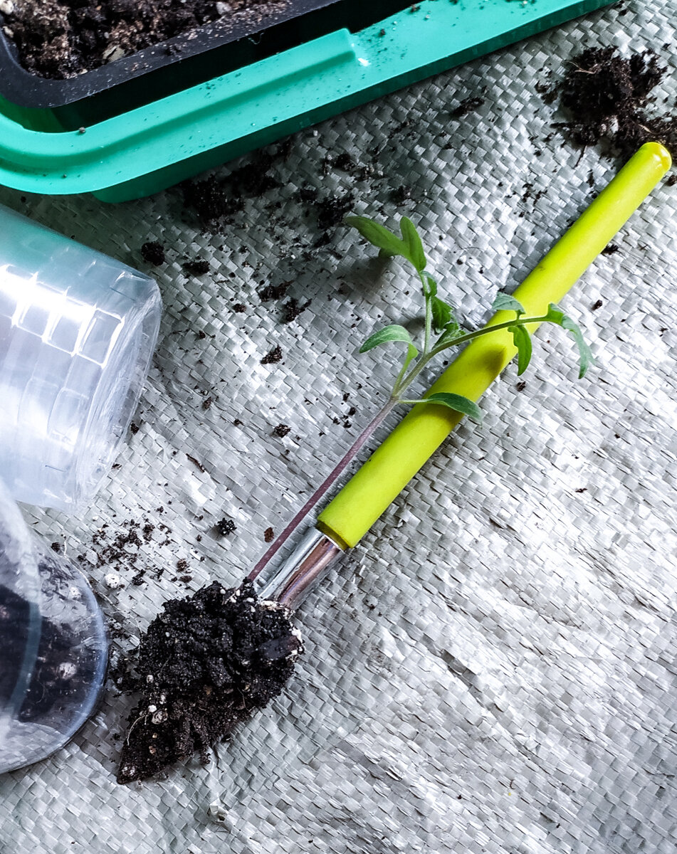 Накануне рассаду слегка поливаю. А на следующий день приступаю к прикировке, чтоб сильно не травмировать корешки. Ложкой со всех сторон откапываю стволик и достаю вместе с комом земли. Всё, что длиннее кома, аккуратно убираю. 