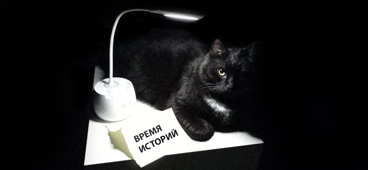 На фото котейка моей подруги-дизайнера из Цифрового Прорыва