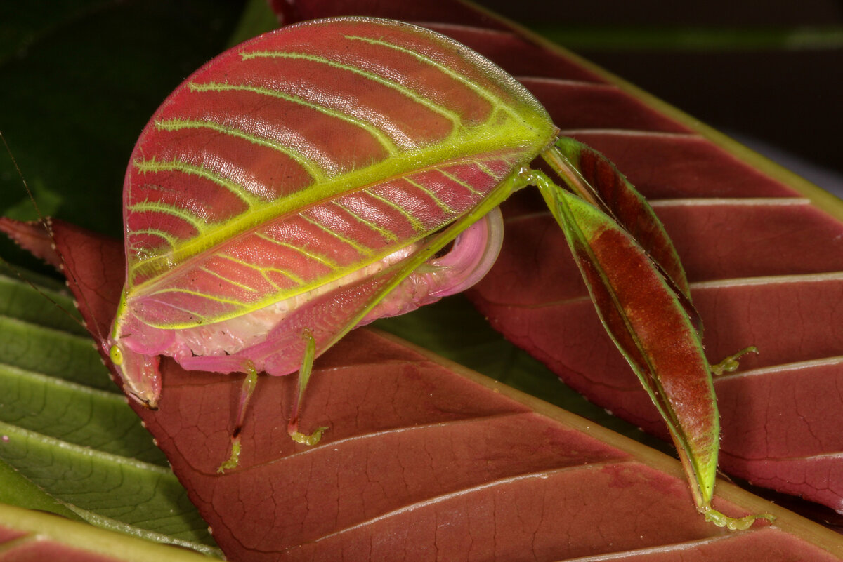   (Питер Кирк)