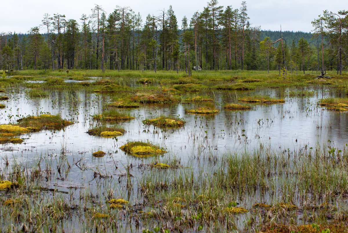 Картинка из интернета