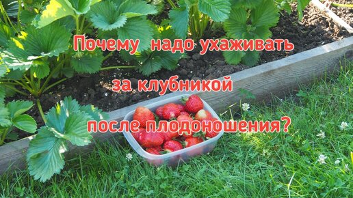 Уход за клубникой после плодоношения. Размножение усами.