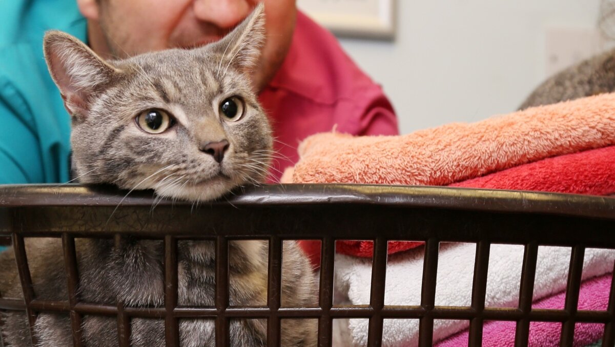 Кот Бобби. Источник фото: https://www.virgula.com.br/author/nsalvado/page/134/