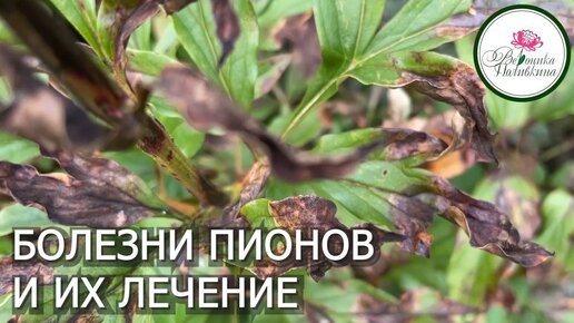 Болезни пионов и их лечение скручивание листьев фото как лечить