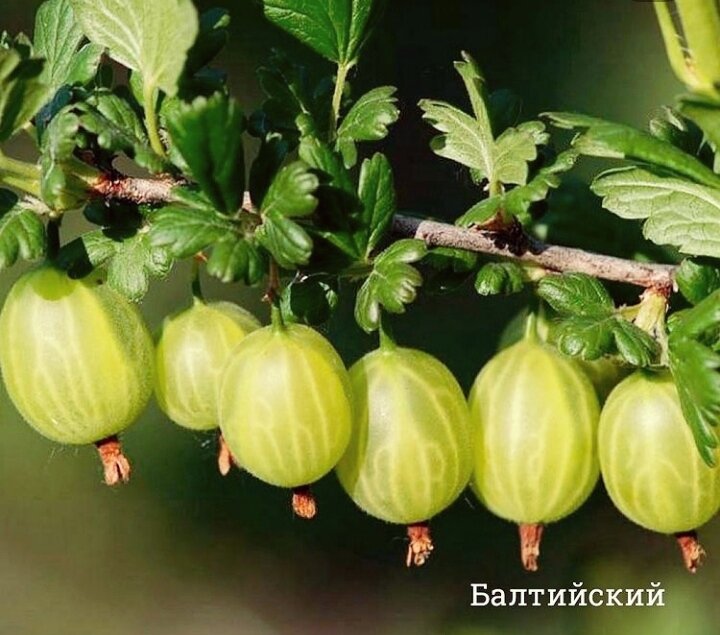 Сорта крыжовника без шипов. Крыжовник Уральский бесшипный. Крыжовник бесшипный малахит. Агрус крыжовник. Крыжовник Уральский изумруд.