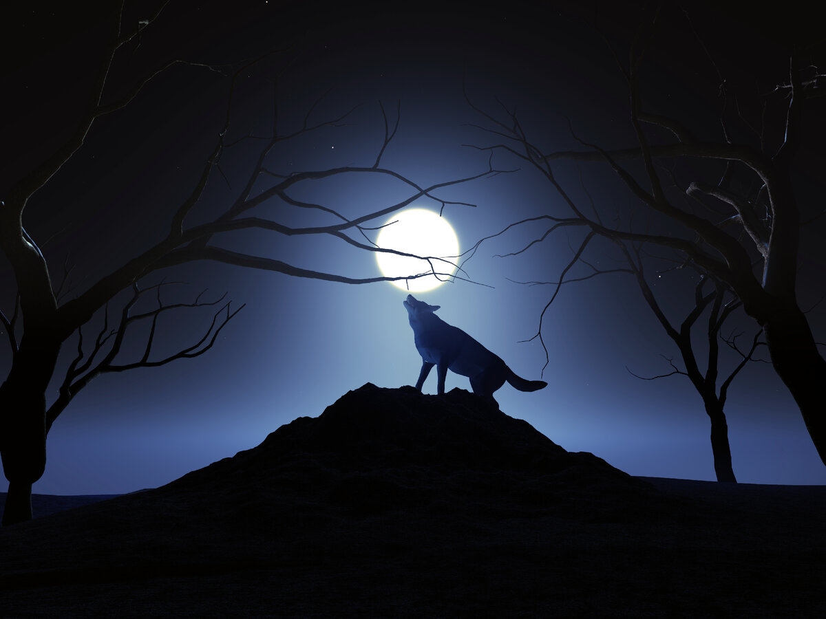 <a href="https://ru.freepik.com/free-photo/3d-render-of-a-wolf-howling-at-the-moon_1857779.htm#query=%D0%B2%D0%BE%D0%BB%D0%BA&position=43&from_view=search">Изображение от kjpargeter</a> на Freepik