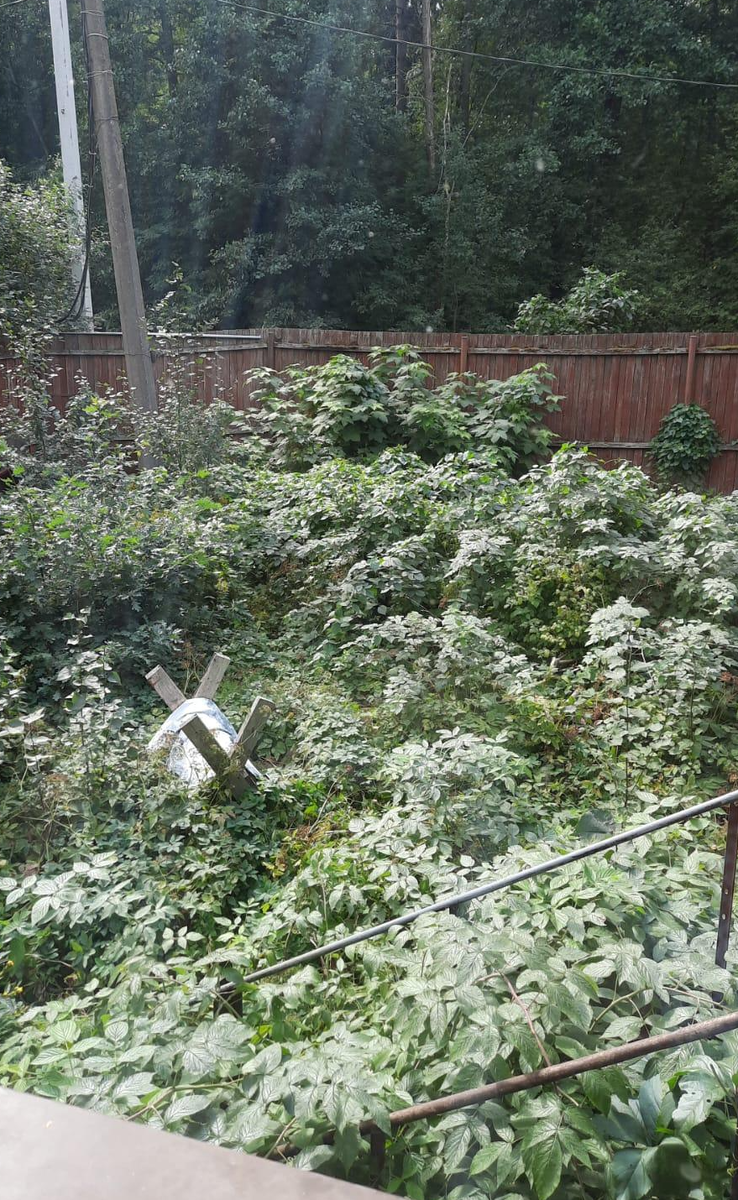 Да содрогнуться садоводы))). Фото автора.