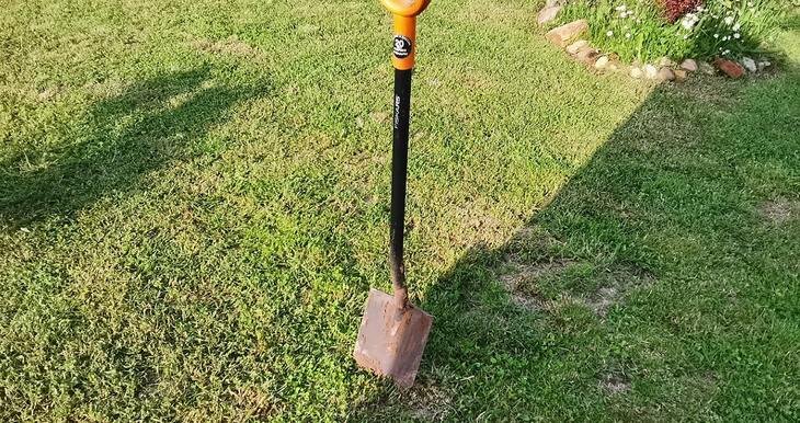    Посадка бесшипной ежевики по правилам удачного старта