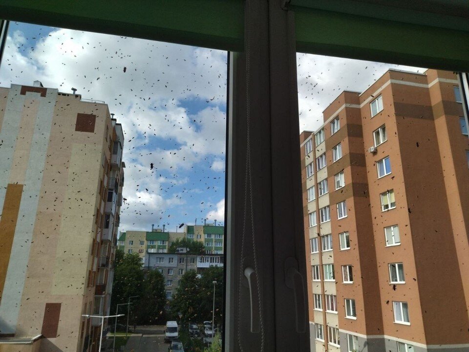     Летом за окнами соседских квартир кружил целый рой.  ЯНТАРНЫЙ ДЛБ