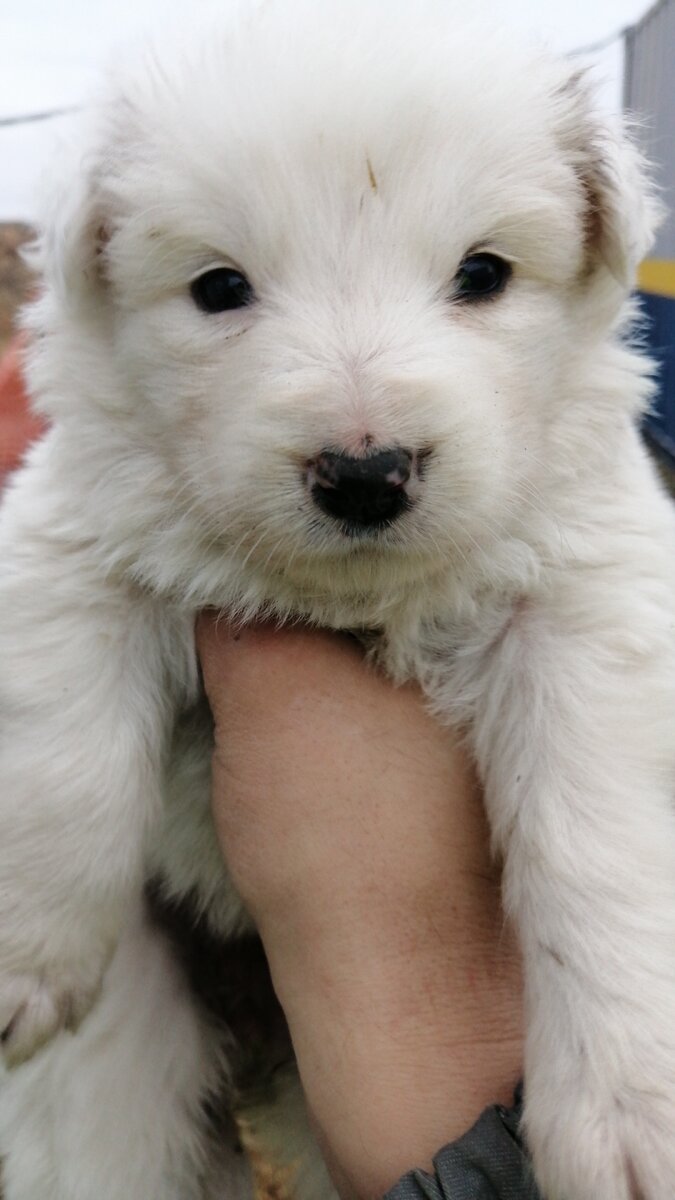 
Чистка зубов у собак – особенности процедуры
Чистка зубов у собак – особенности процедуры
Необходимость отслеживать гигиену полости рта возникает не только у человека, но и у его питомца, речь идет о собаках. Владельцам животных необходимо регулярно обрабатывать зубы и десна питомца, следить за своевременным удалением небольшого налета, а в случае необходимости и зубного камня. Своевременный и качественный уход за полостью рта питомца позволит сохранять здоровое состояние зубов, что будет залогом успешного их сохранения до самой старости, а также поможет избежать неприятных, а порой и болезненных процедур, связанных например, с воспалением десен либо кариесом зубов.
Как почистить зубы питомцу
Во избежание многочисленных мучений и укусов со стороны питомца, необходимо начинать приучение к чистке зубов уже с четырехмесячного возраста. Для этого следует начать с применения мягких щеток без каких-либо паст и других отвлекающих средств. Такой щеткой необходимо проходится по всей поверхности зубов питомца легкими движениями, желательно по нескольку раз. В завершении манипуляций в обязательном порядке следует поощрить питомца.

Как начать приучать к чистке
Спустя несколько недель с момента проведения первых обработок, питомец уже будет спокойно сидеть в ожидании любимого поощрения. Это и будет сигналом того, что настало время начать применение зубных паст, поначалу в небольших количествах. Для обработки не стоит применять человеческие пасты, поскольку они обладают резким запахом мяты и чересчур сильно пенятся. В большинстве случаев зубные пасты либо гели, предназначенные конкретно для чистки зубов собак, идут уже сразу в наборе с зубными щетками.

Для качественного снятия зубного налета необходимо проходить щеткой по всей поверхности зубов, как с внешней, так и с внутренней стороны каждого зуба. Совершать такие манипуляции достаточно легко, когда питомец ведет себя спокойно. Не стоит совершать резких и сильных трений зубной щеткой, чтобы не травмировать десна и не вызвать тем самым их воспаление.

К сожалению, далеко не у всех владельцев получается приучить своих питомцев к регулярной обработке полости рта. Для капризных и непослушных животных существуют специальные лакомства, в виде косточек, палочек и т.д. Они выполнены в виде особой текстуры, с помощью которой хорошо удаляется бактериальный налет с поверхности зубов, плюс они обладают приятным освежающим запахом. Такие средства хорошо подходят и являются эффективными только в работе с теми животными, у которых еще не образовался твердый зубной налет, поскольку вследствие его наличия у питомца данные средства будут уже бесполезны.

Удаляем зубной камень
Зубной камень представляет собой твердое бактериальное отложение на зубах, которое способно вызывать воспалительные процессы в деснах, служить причиной отвратительного запаха из полости рта животного и стать в дальнейшем одной из возможных причин потери зубов питомцем, если будет оголен корень. На сегодняшний день в продаже существует не одно средство, которое специально разрабатывалось для удаления зубного камня у собак. Самым простым, а также менее травматичным из всех — это чистка ультразвуком или лазером.

Такие услуги предлагаются во многих хорошо оборудованных ветеринарных лечебницах. Всего за одно посещение проводится обработка всех граней и сторон зубов, быстро снимается зубной камень, при этом, не травмируя, десна питомца. Перед процедурой животное будет зафиксировано с помощью специальных полотенец либо пледа, что снимает необходимость введения в сон питомца с использованием наркоза. Применение наркоза – это всегда огромный риск для питомца, так как он не всегда хорошо переносится многими породами, приводя в некоторых случаях к летальным исходам. Что является достаточно веским поводом проводить процедуры по снятию зубного камня либо самостоятельно дома, либо в специализированных клиниках.

Для начала на десна будет нанесен специальный антибактериальный спрей для чистки зубов, затем по окончании чистки вся поверхность зубов полируется. Полировка необходима чтобы усилить скользящую способность, которая способствует легкому смыванию слюной питомца частичек еды. Воспаленные участки десен покрываются специальным обеззараживающим гелем, чтобы снять воспаление.

Удаляем зубной камень в домашних условиях
В случае с особо агрессивно настроенными или просто восприимчивыми собаками, обрабатывать зубы лучше всего дома. Для этой процедуры владельцу необходимо будет обзавестись специальной пилочкой с мелким напылением. И при помощи такой пилочки постепенно, не торопясь, снимать налет с поверхности каждого зуба. Категорически запрещено проходиться данной пилочкой по эмали, ведь это приведет к ее повреждению. Когда зубной камень будет снят, оставшийся твердый налет нужно будет устранить специальной пастой для полировки. До и после завершения данной процедуры поверхность десен лучше всего обработать стоматологическим гелем «Метрагил Дента».

Вполне можно проводить чистку зубов в домашних условиях пока питомец ведет себя спокойно. Когда ему надоедает эта процедура лучше прекратить чистку, поощрив собаку его любимым кусочком лакомства. Принудительное продолжение чистки зубов в данном случае нецелесообразно, и может привести к неаккуратным движениям и как следствие повреждениям десен.

После проведения процедуры по удалению зубного камня в обязательном порядке необходимо проводить чистку зубов питомца не менее трех раз в неделю. Такого рода уход за полостью рта поможет избежать появления различных заболеваний полости рта, своевременно устранить небольшое скопление бактериального налета, в результате чего следующая процедура по снятию зубного камня питомцу в ближайшее время совершенно не понадобится. Ответственный владелец тщательно отслеживает состояние зубов своего питомца, не поощряет его сладостями, ведь от здоровья полости рта зависит и хорошая работа пищеварительной системы питомца, и общее состояние здоровья.