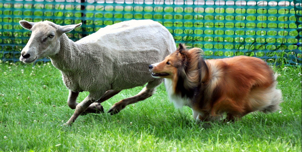 Шелти: Собака, которую уволили с работы. Древняя порода маленьких овчарок превратилась в диванного пёсика и компаньона