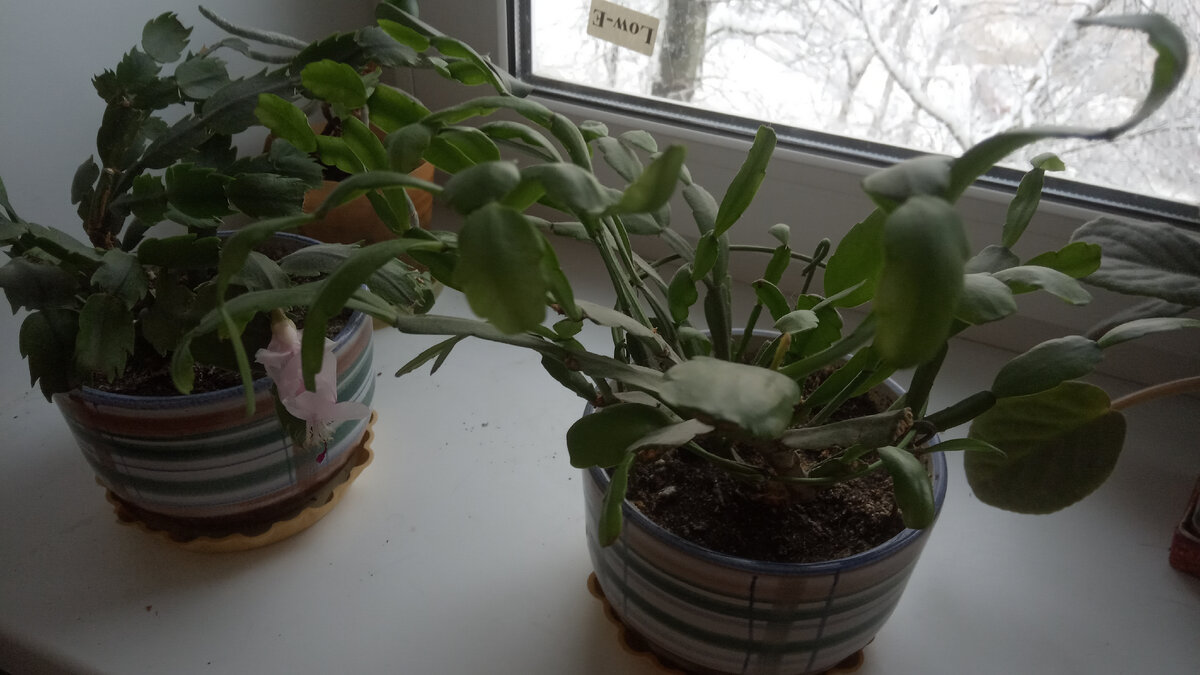 В прошлом году на бело-розовом декабристе был всего один бутон, а розовый вообще не зацвел.Склоняюсь к тому, что их надо подкормить. Листайте галерею