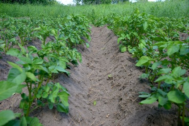 Окученный картофель. Фото автора.