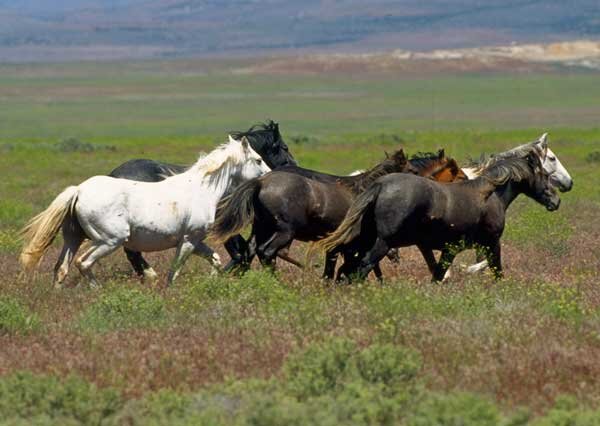 Мустанги. Авторство: Bureau of Land Management. Общественное достояние.
