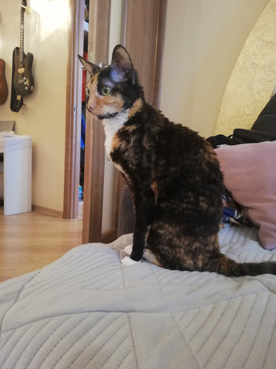 Кошка меня покорила😍забыла название породы, но на ощупь она очень мягкая, шерсть у неё коротенькая, но нежная. 