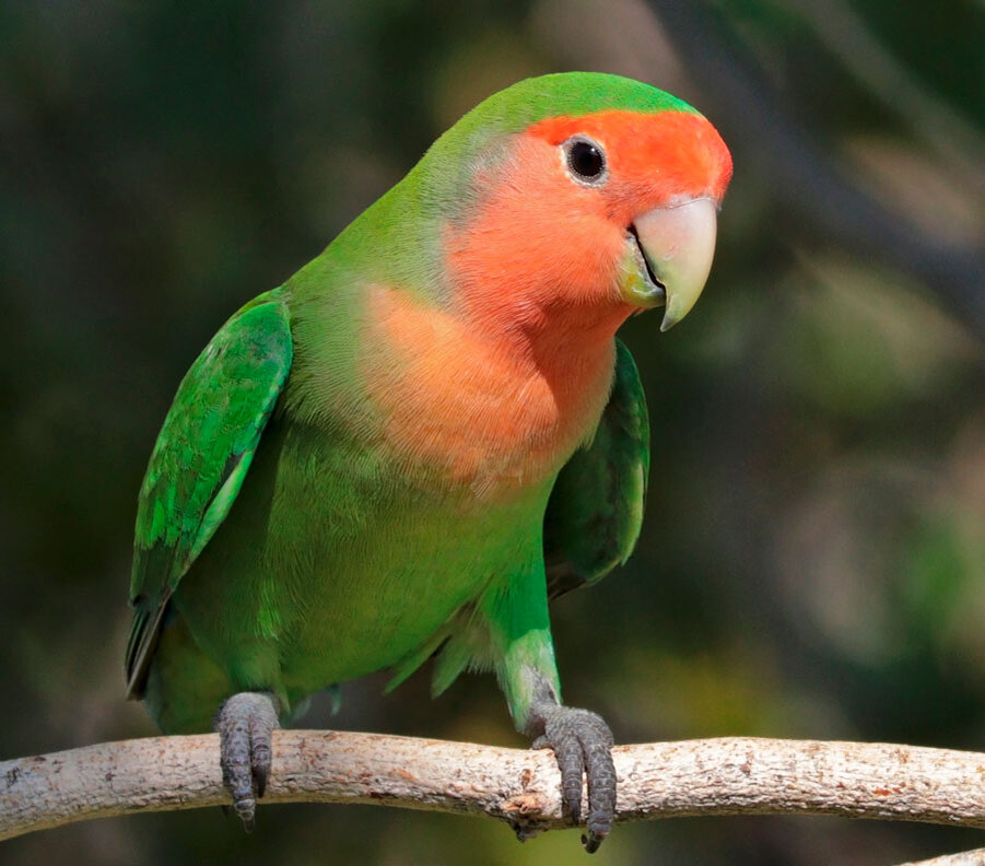 неразлучник, яндекс картинки